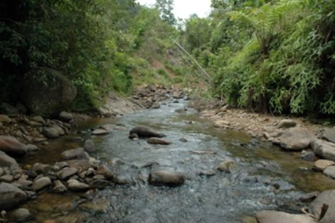 Habitat dei Protomyzon a Sabah - Foto © Marco Endruweit