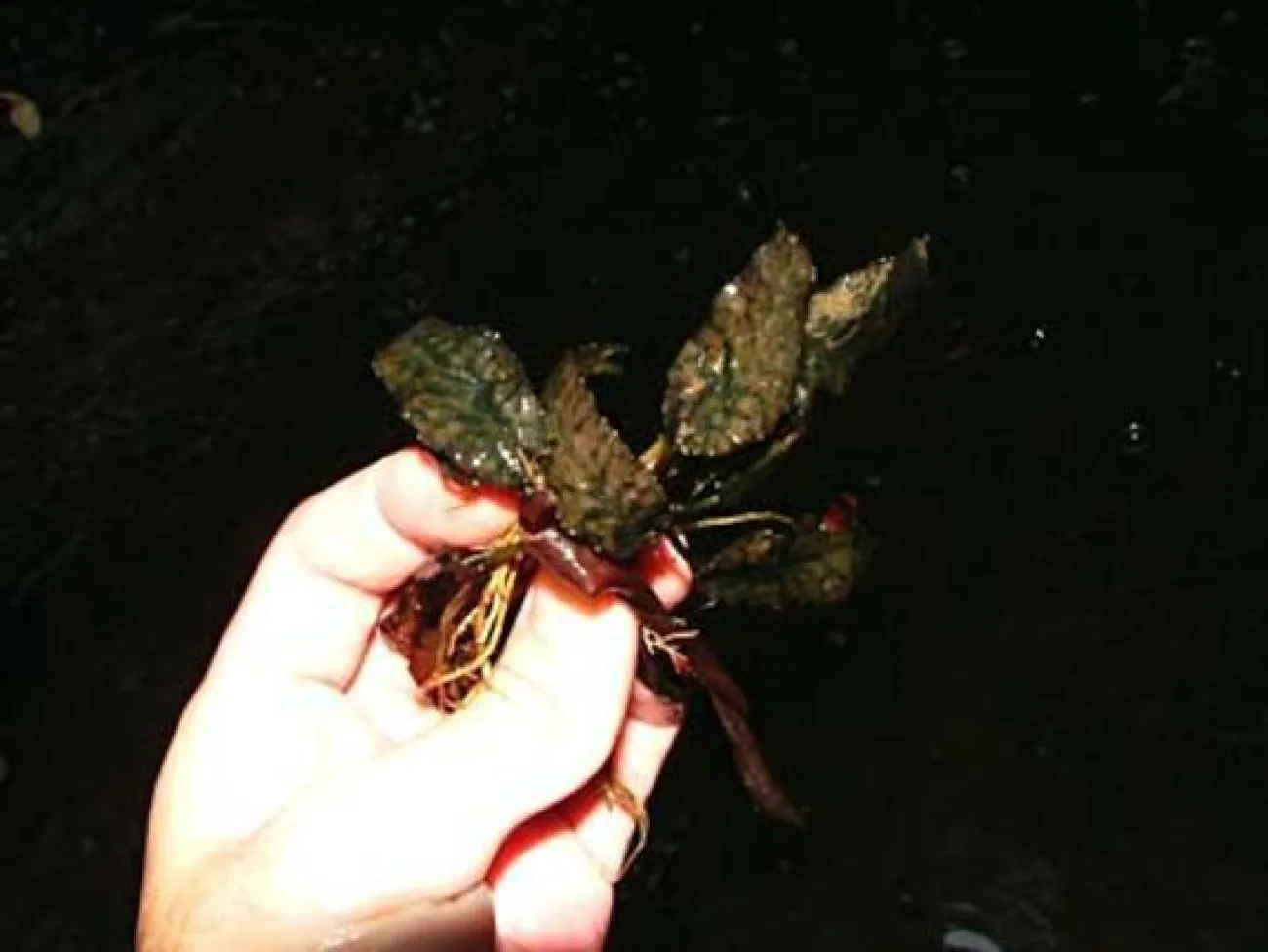 Cryptocoryne striolata - Foto © Michael Lo