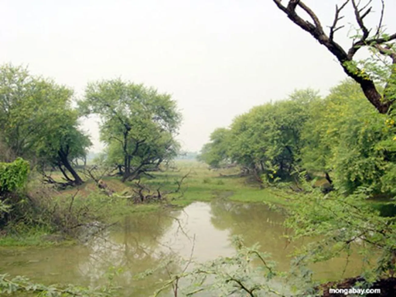 Fiume indo/birmano, in India, Asia - Foto © Rhett Butler