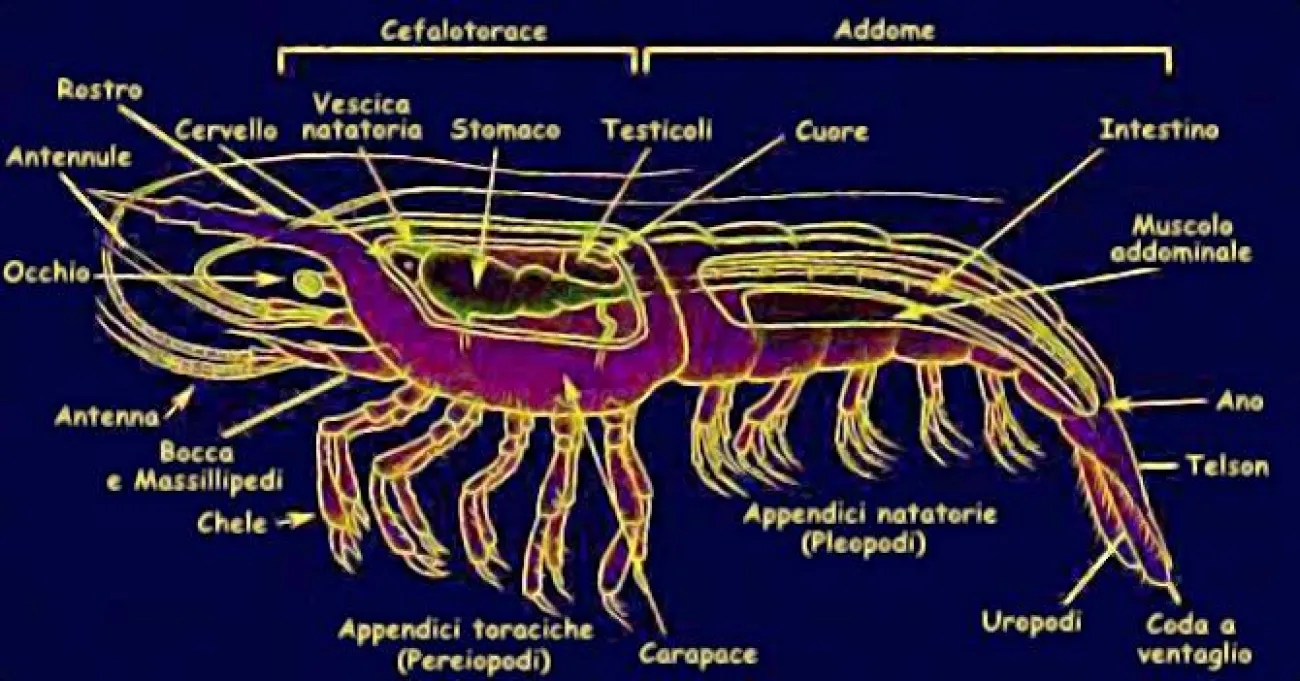 Caridina multidentata, anatomia
