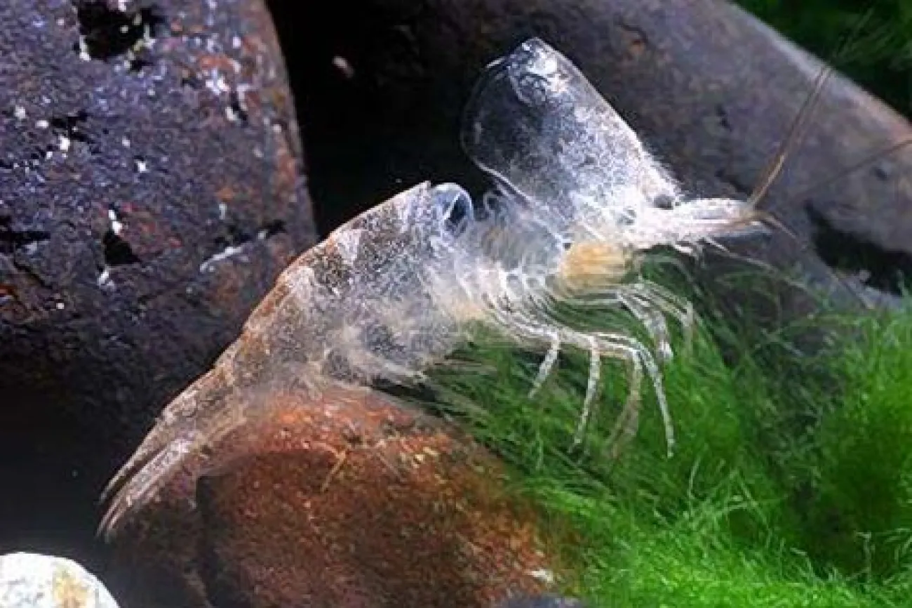 Caridina multidentata - Foto © Chris Lukhaup