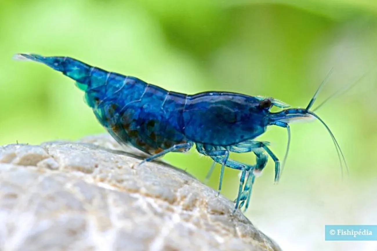 Neocaridina davidi - Foto © Chris Lukhaup