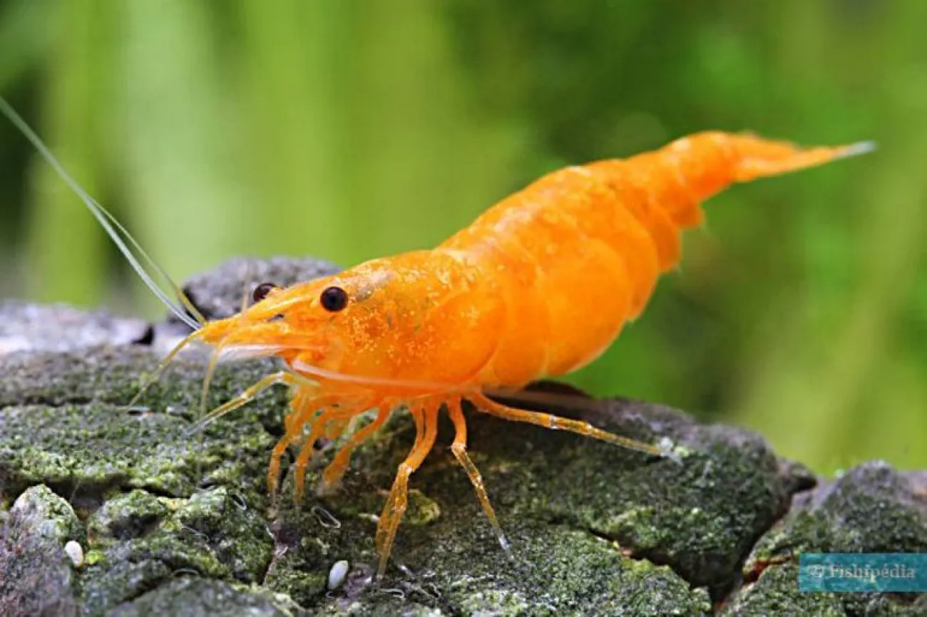 Neocaridina davidi - Foto © Chris Lukhaup