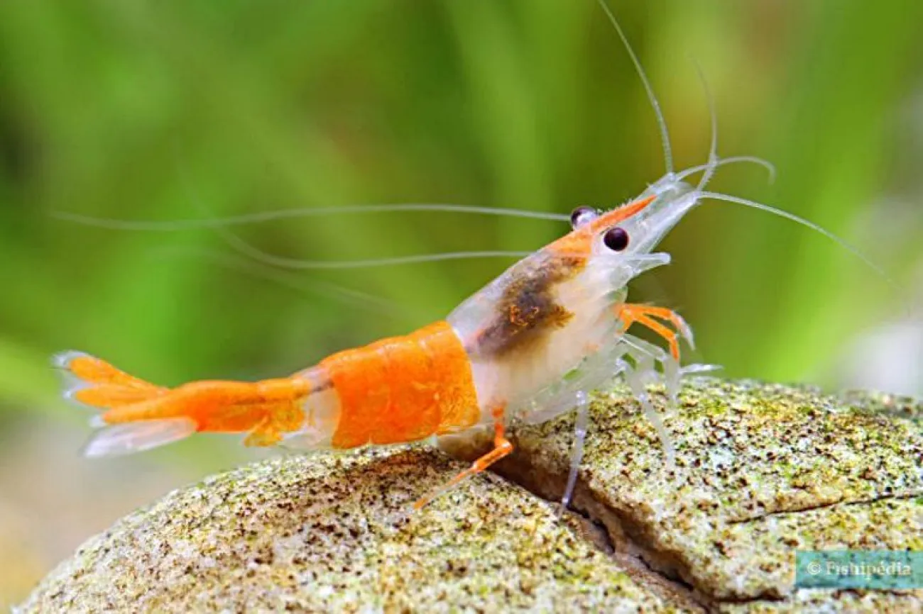 Neocaridina davidi - Foto © Chris Lukhaup