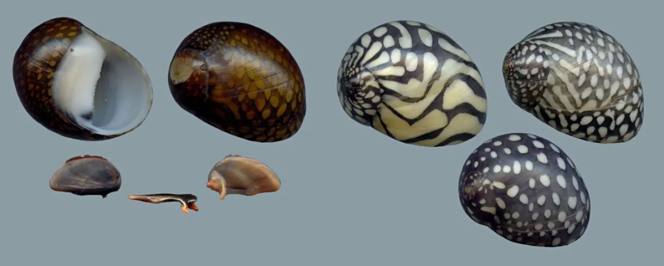 Vittina natalensis - Foto © Thomas Eichhorst