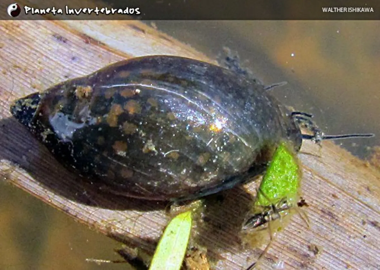 Physa marmorata fotografata nella diga di Vinhedo, nello,stato di San Paolo, Brasile - Foto © Walther Ishikawa (Planeta Invertebrados)