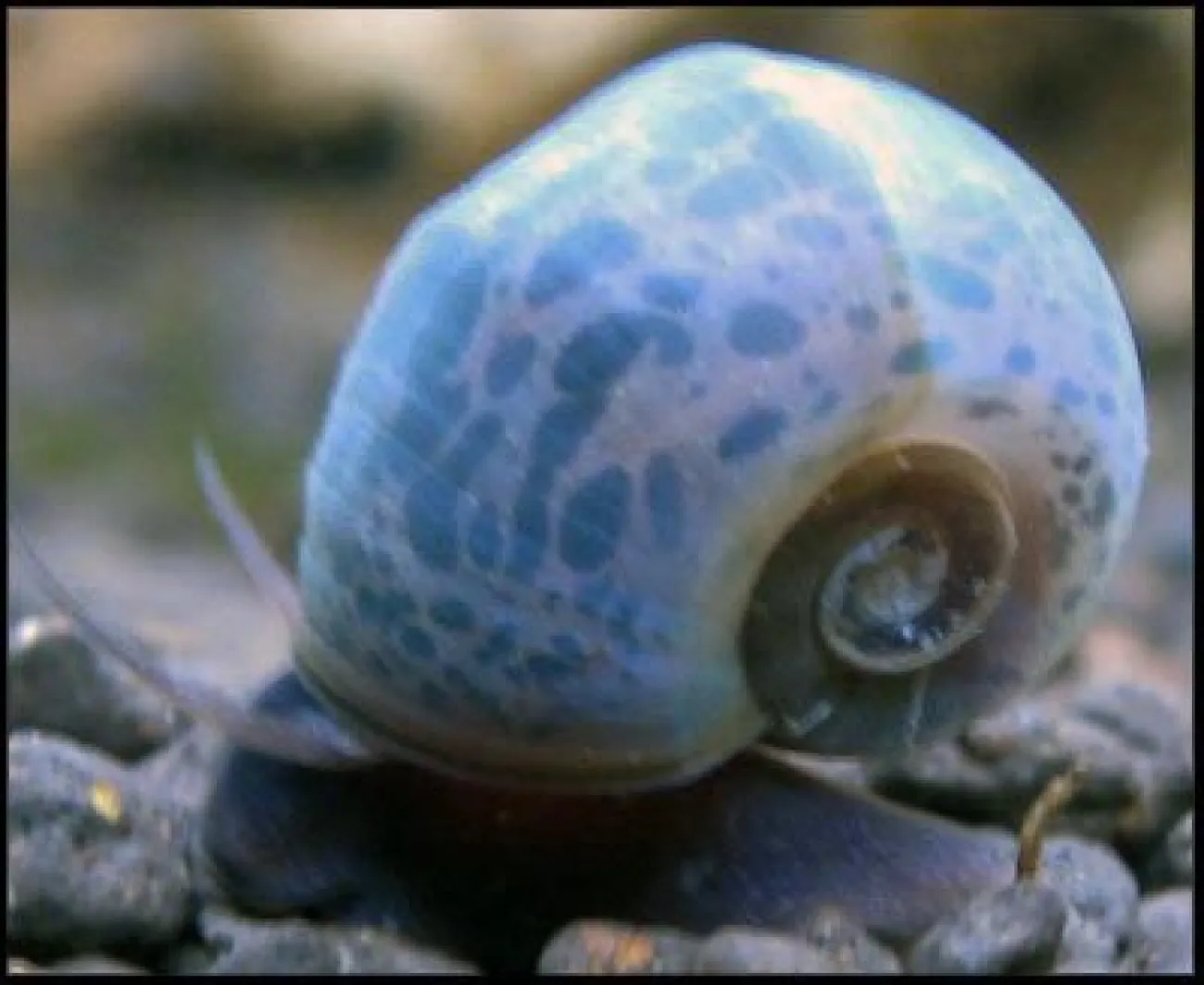 Planorbella duryi - Foto © Bill Southern