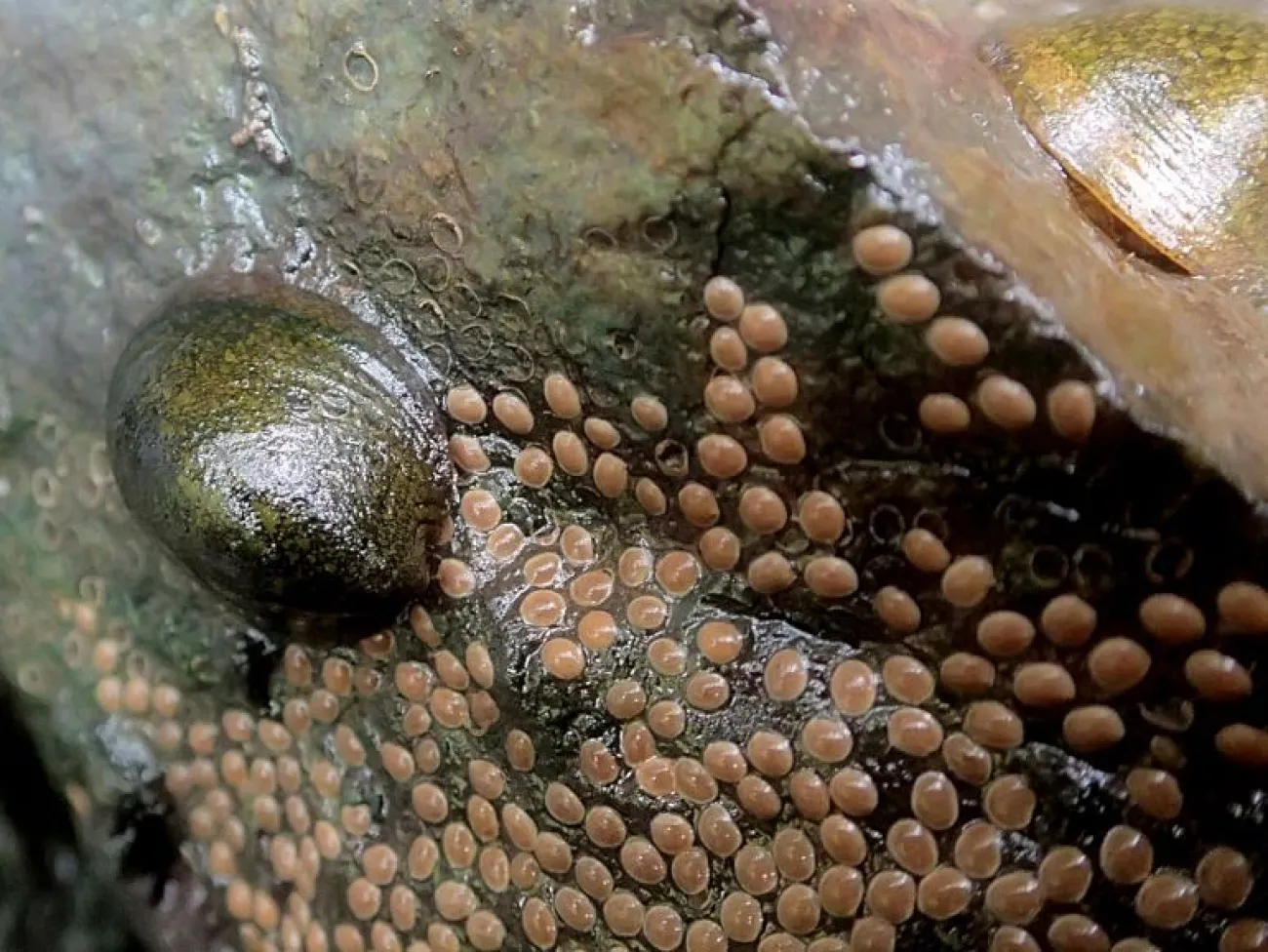 Septaria porcellana mentre depone le sue capsule di uova nell'isola Chichijima, arcipelago Bonin, Tokyo, Giappone (Wikimedia)