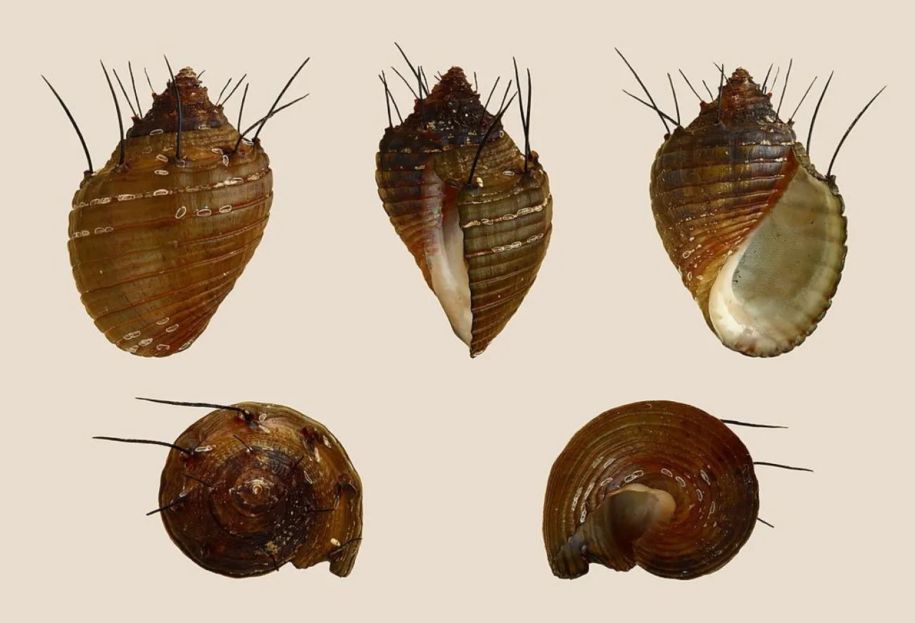 Thiara cancellata - Foto © H. Zell
