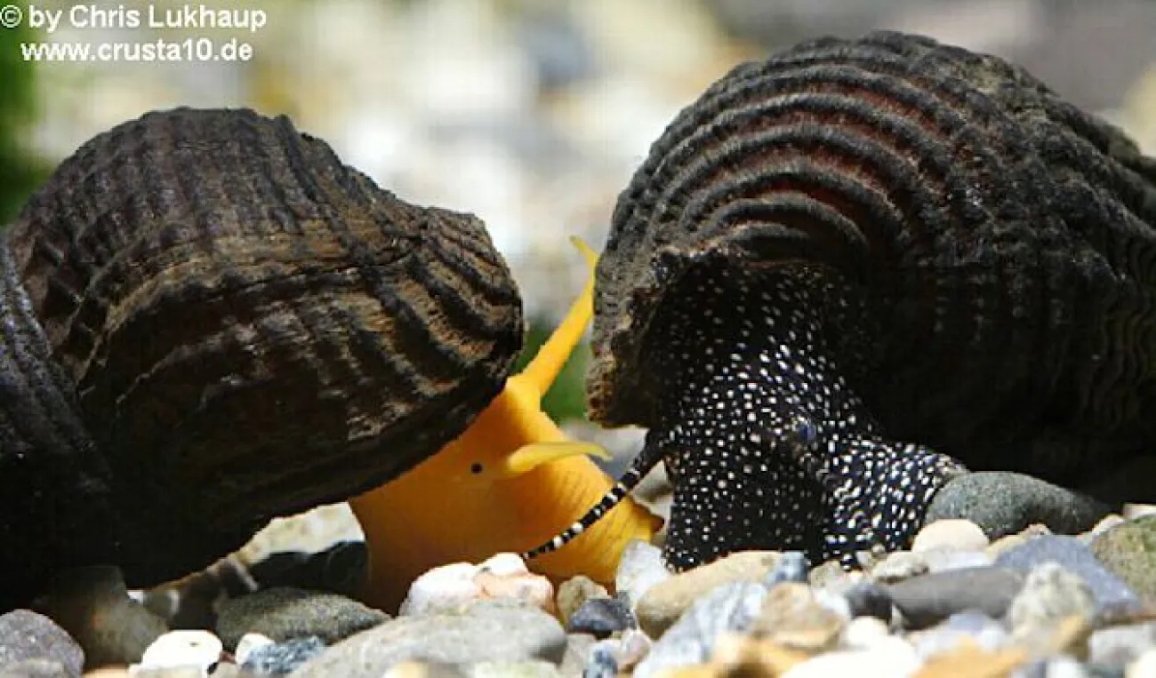 Tylomelania sp. - Foto © Chris Lukhaup