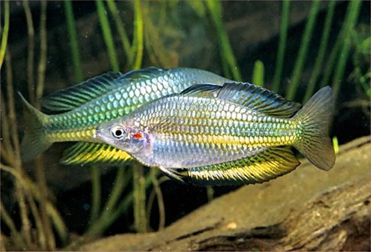 Melanotaenia duboulayi - Foto © Gunther Schmida
