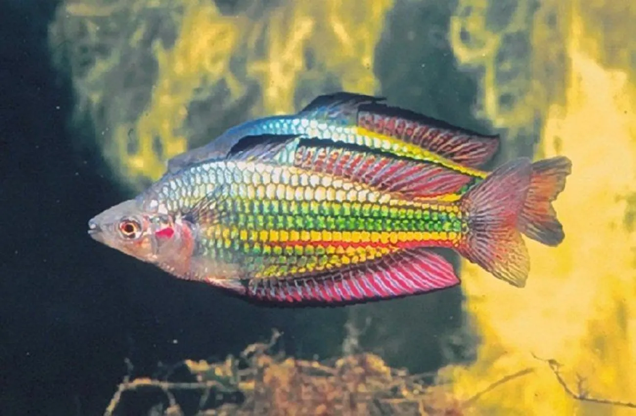Melanotaenia duboulayi - Foto © Gunther Schmida