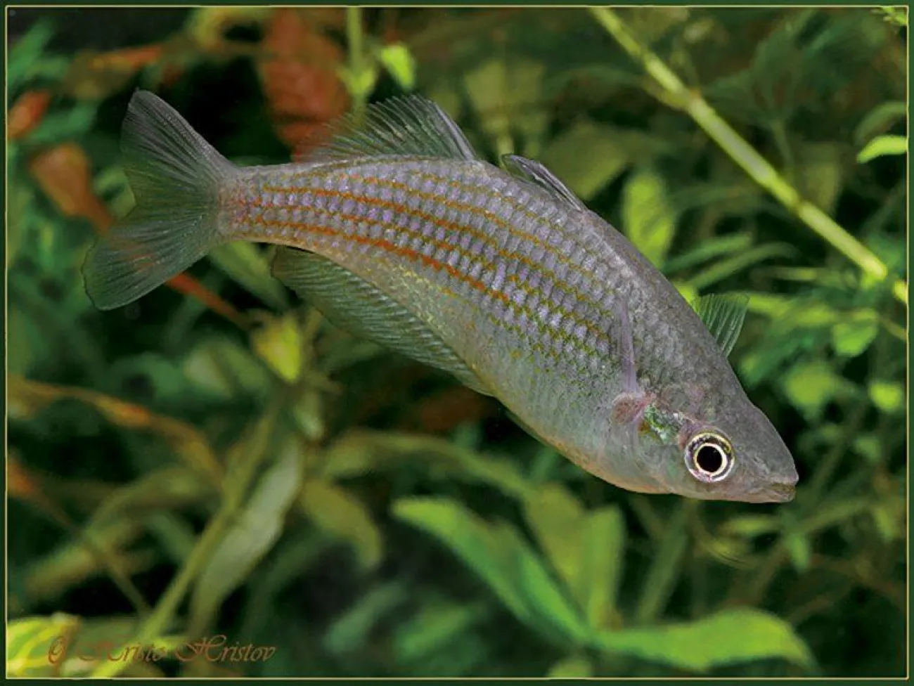 Melanotaenia parkinsoni - Foto © Hristo Hristov