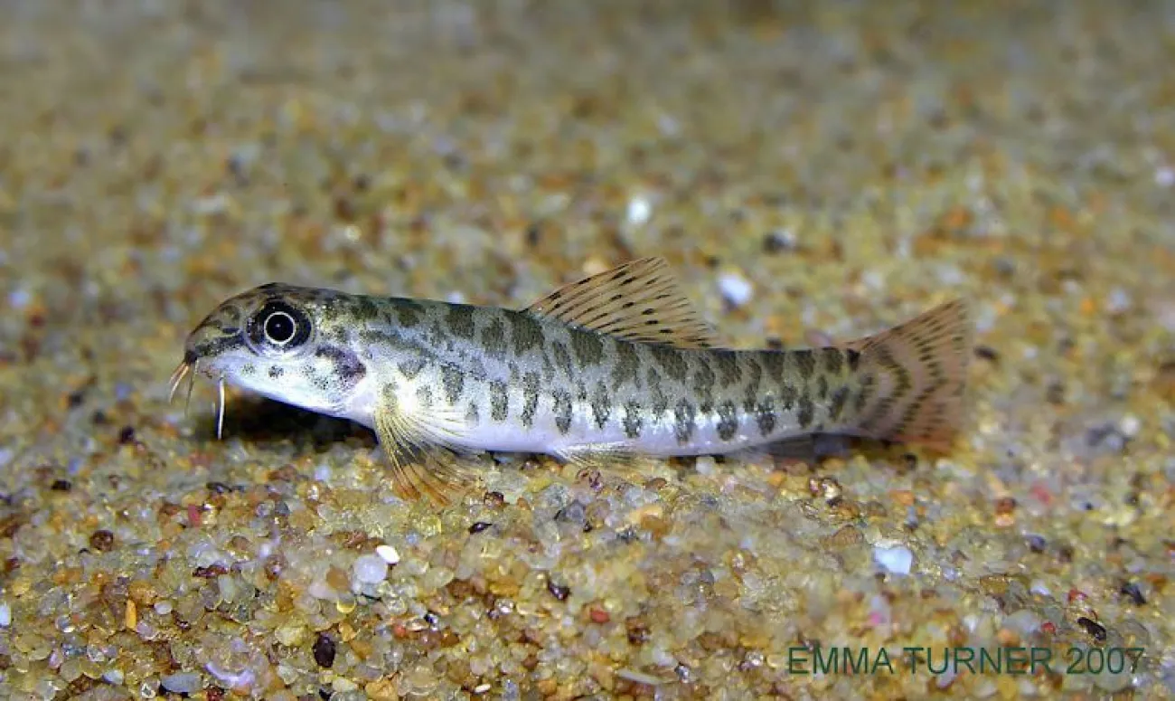 Paracanthocobitis botia, Zipper Loach - Foto © Emma Turner