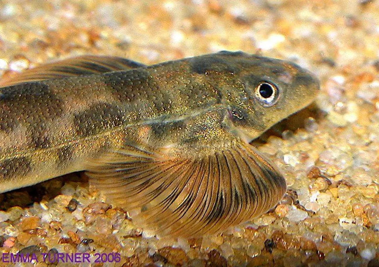 Annamia sp. - Foto © Emma Turner