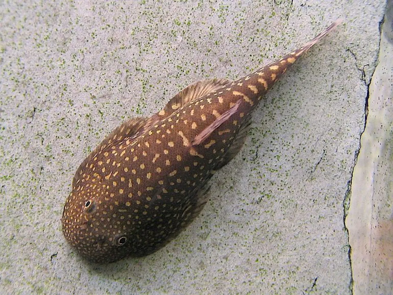 Gastromyzon stellatus - Foto © Martin Thoene