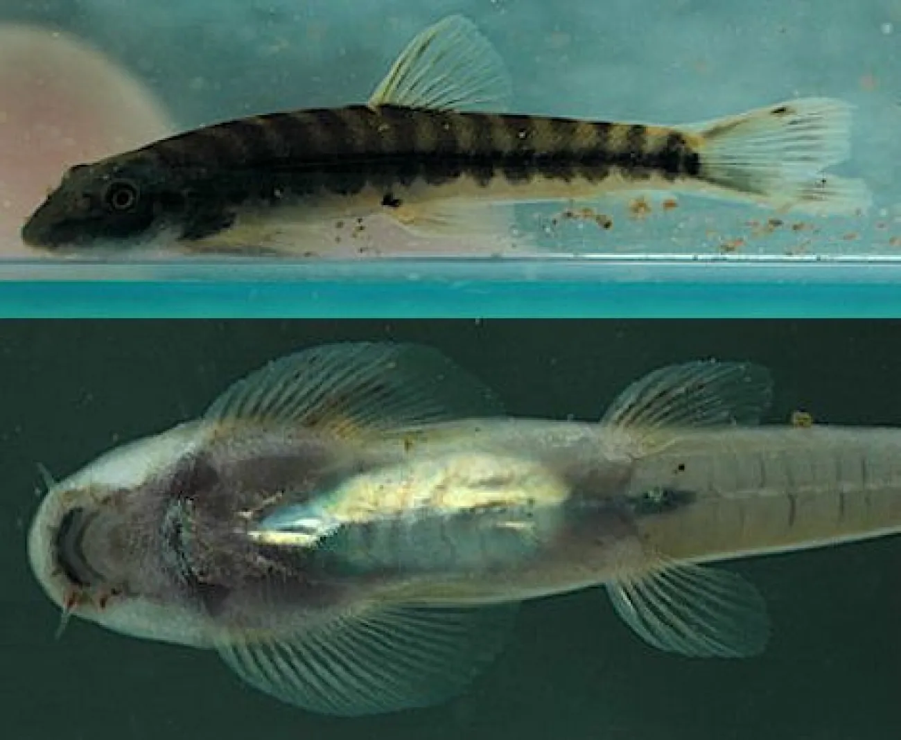 Protomyzon whiteheadi - Foto © Marco Endruweit
