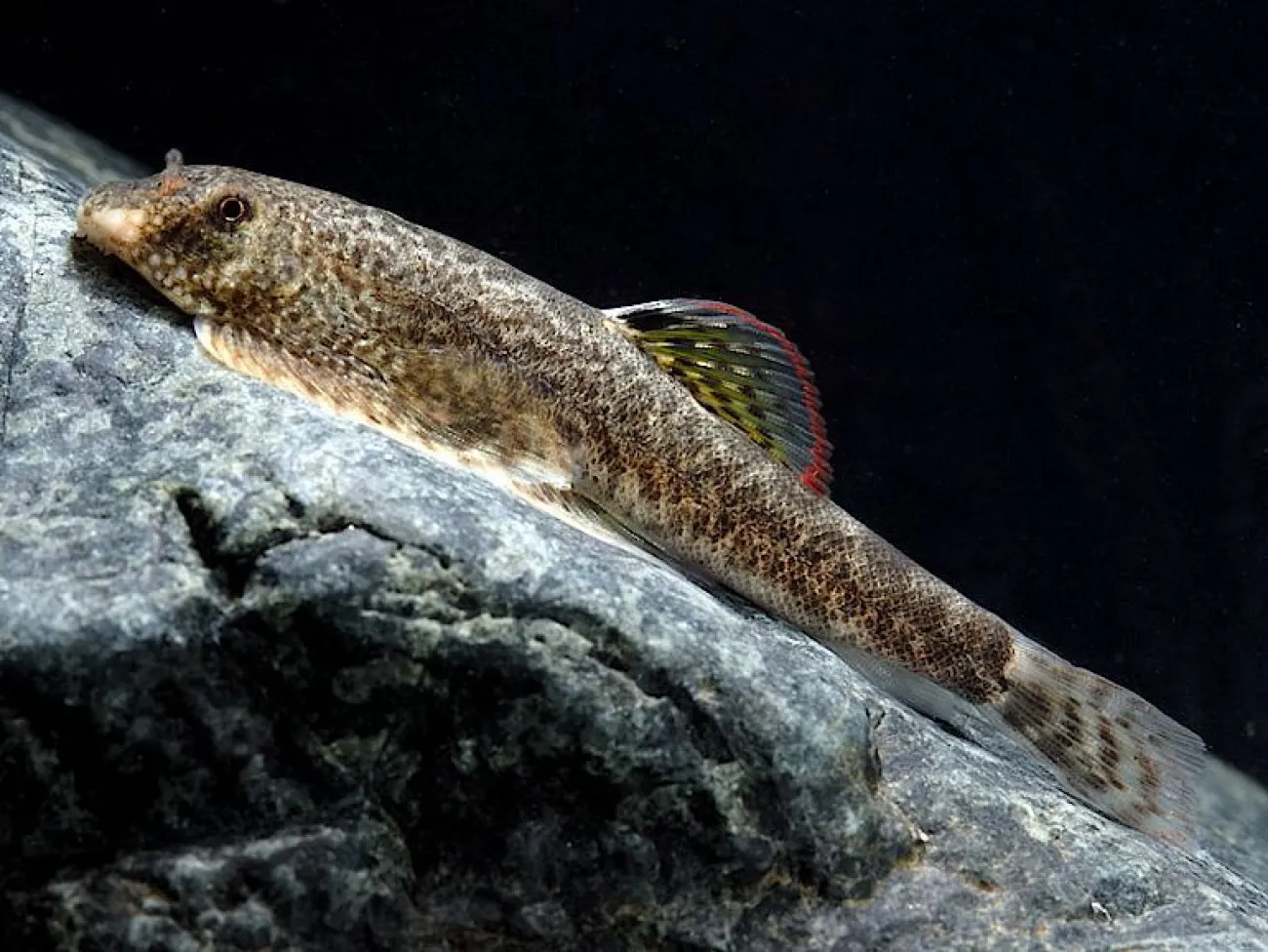 Pseudogastromyzon myersi - Foto © Heng Wah Choy