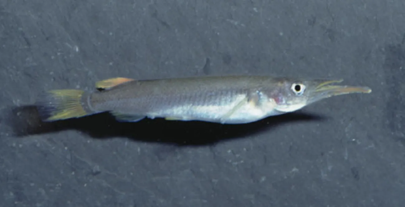 Nomorhamphus ravnaki - Foto © Hippocampus-Bildarchiv