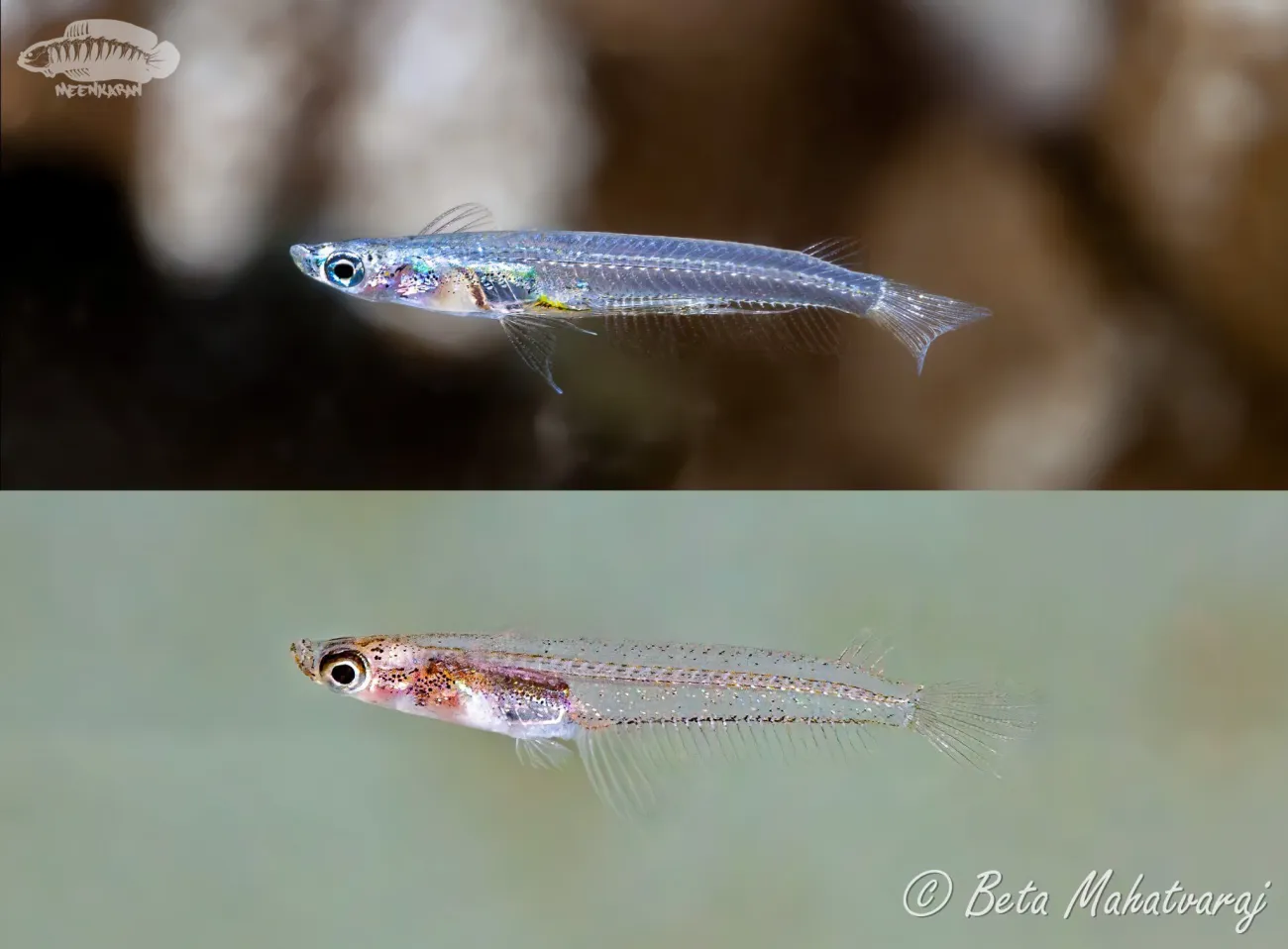 Oryzias setnai - Foto © Beta Mahatvaraj