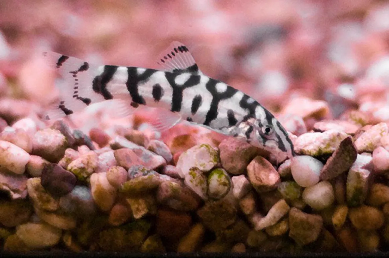 Botia almorhae - Foto tratta da AquaticMag