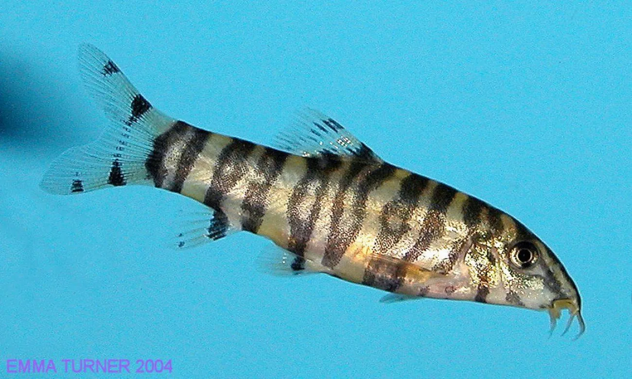 Botia rostrata - Foto © Emma Turner