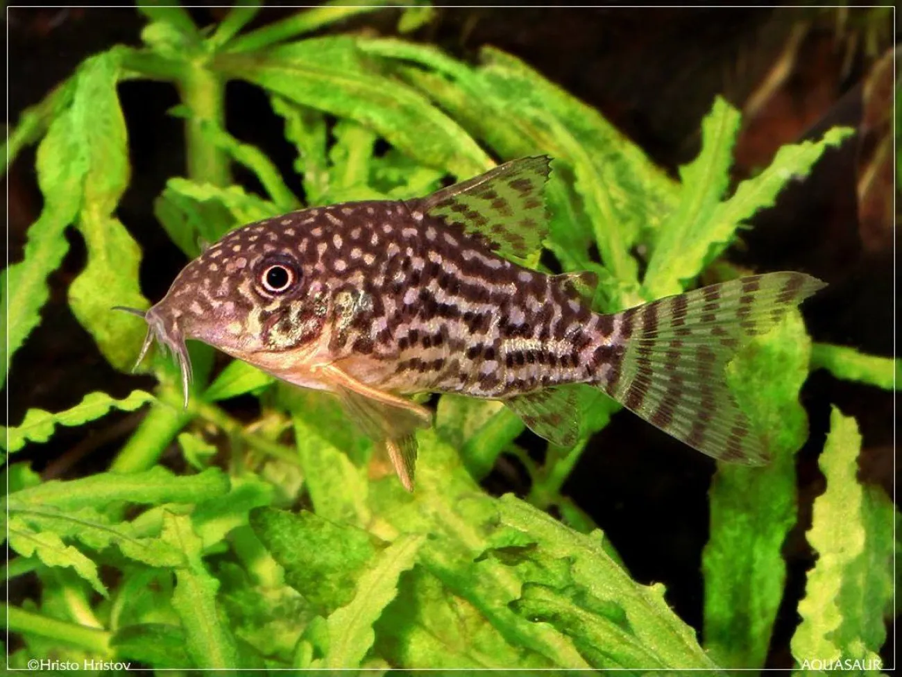 Corydoras sterbai - Foto © Hristo Hristov