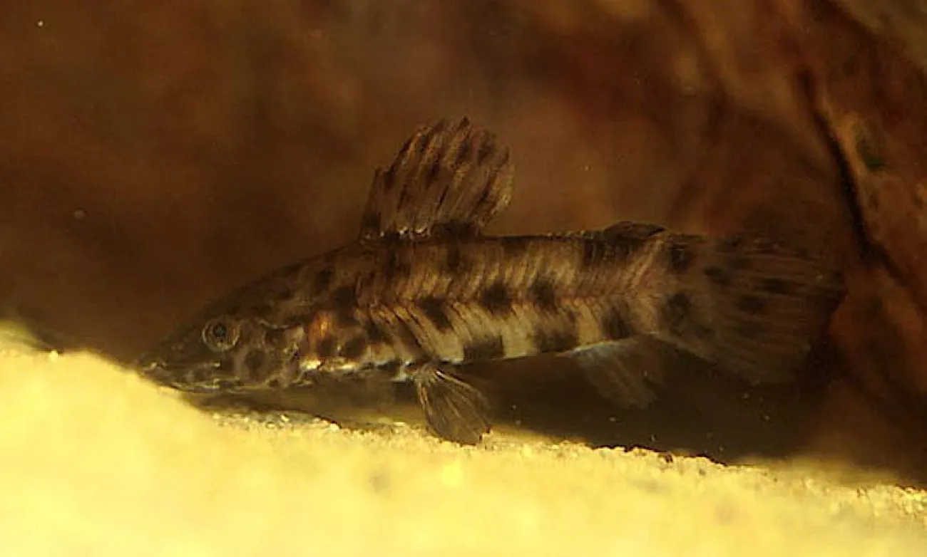 Megalechis thoracata - Foto © JJPhoto
