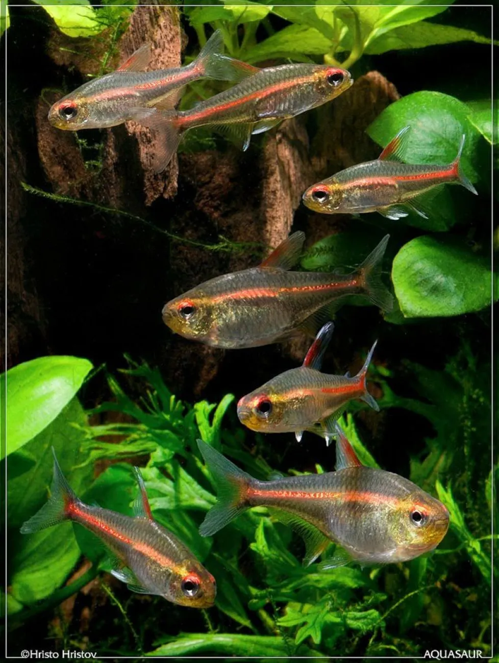 Hemigrammus gracilis - Foto © Hristo Hristov