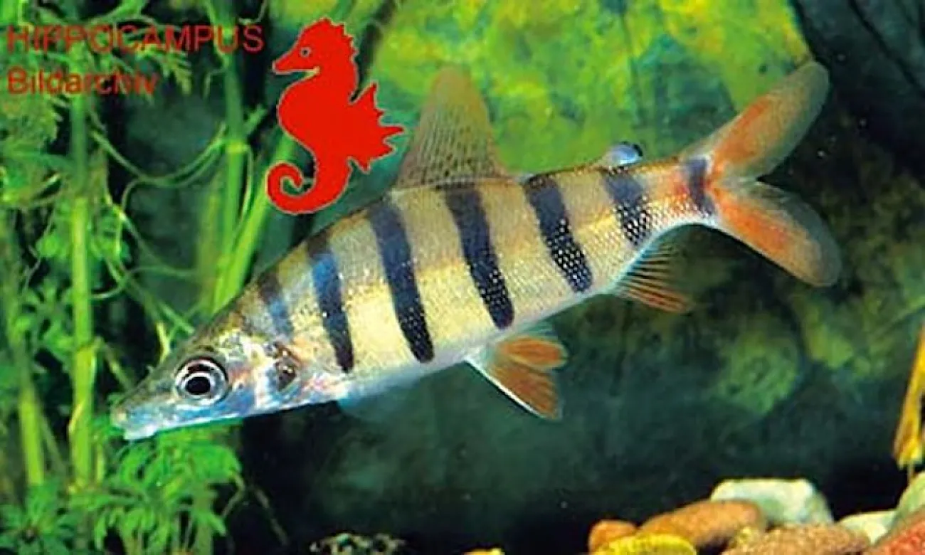 Distichodus lusosso - Foto © Hippocampus-bildarchiv