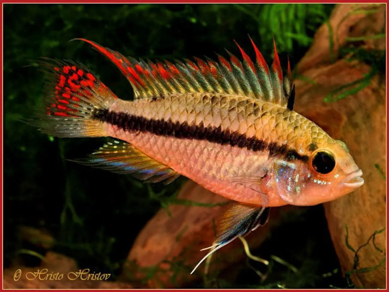 Apistogramma cacatuoides - Foto © Hristo Hristov