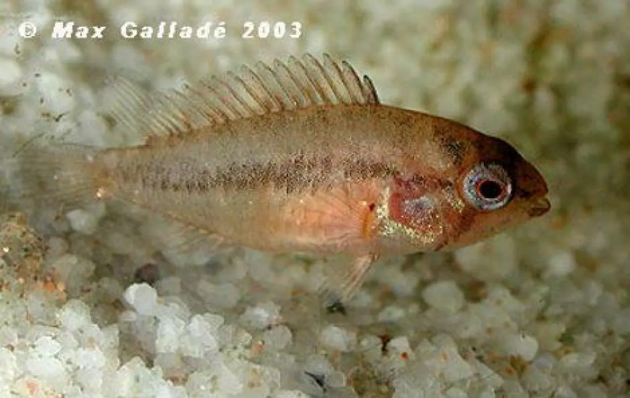 Apistogramma viejita - Foto © Max Galladè