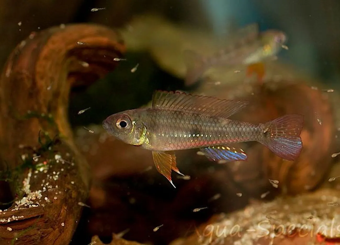 Biotoecus dicentrarchus - Foto © Aqua-specials.nl