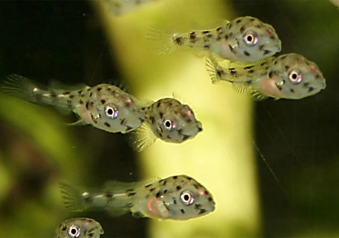Pelvicachromis pulcher, avannotti - Foto © Fabio Nicora