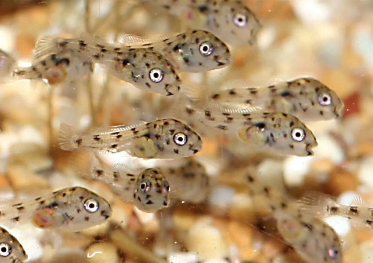 Pelvicachromis pulcher, avannotti - Foto © Fabio Nicora
