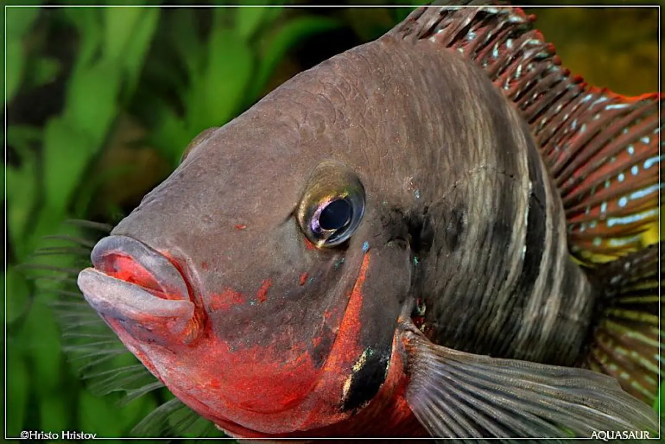 Thorichthys meeki - Foto © Hristo Hristov