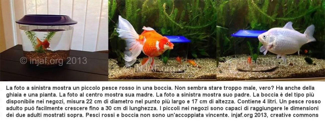 Carassius auratus: Pesci rossi e boccia non sono un'accoppiata vincente (Injaf)