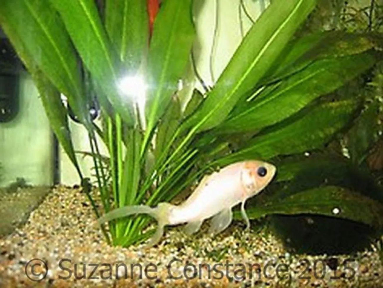 Carassius auratus: Jerry - Foto © Suzanne Constance