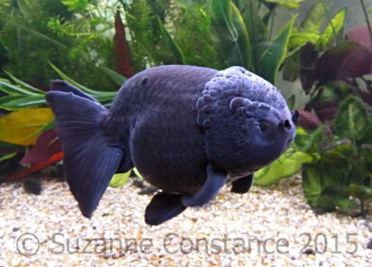 Quantum, un pesce rosso (Carassius auratus) fantasia: un Ranchu nero, notate la mancanza di pinna dorsale, la forma del corpo compatta, la doppia coda e la crescita sulla testa - Foto © Suzanne Constance (Injaf)