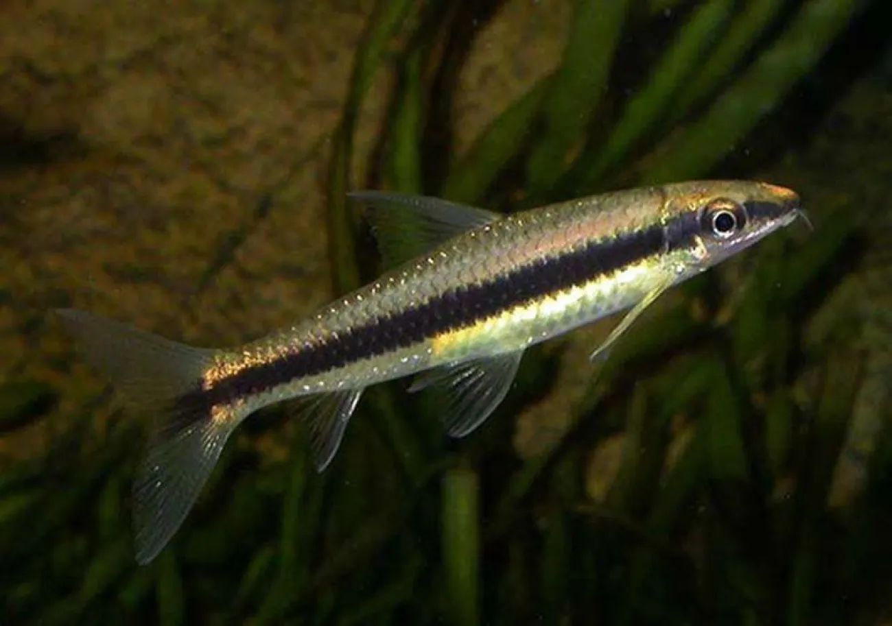 Crossocheilus oblongus (ex Crossocheilus siamensis) - Foto © Michael Noren (Fishbase.org)