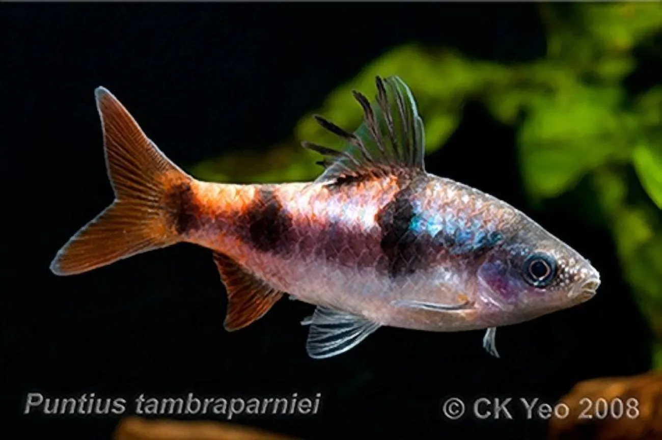 Maschio di Dawkinsia tambraparniei - Foto © Chor-Kiat Yeo