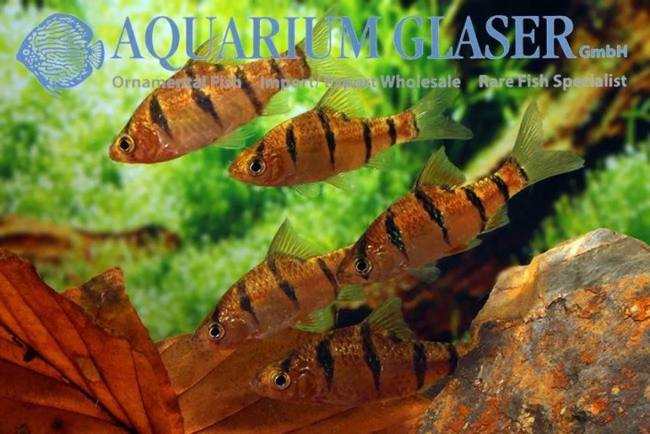 Desmopuntius pentazona - Foto © Frank Schafer