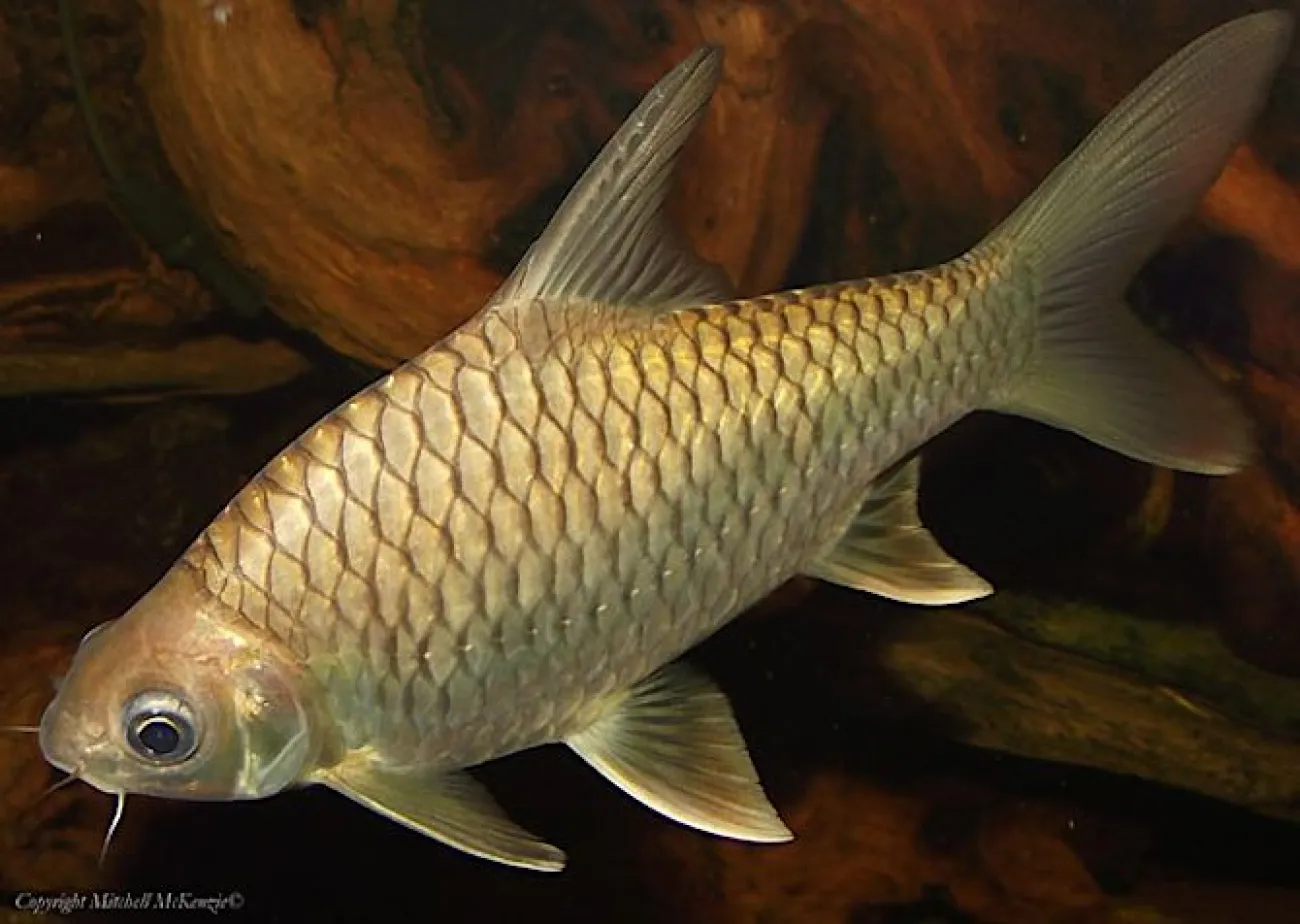 Hypsibarbus vernayi - Foto © M. McKenzie