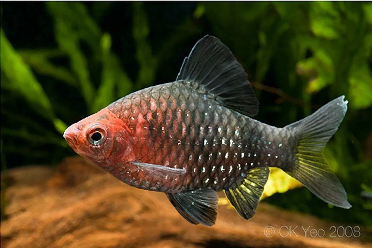 Pethia nigrofasciata - Foto © Chor Kiat Yeo
