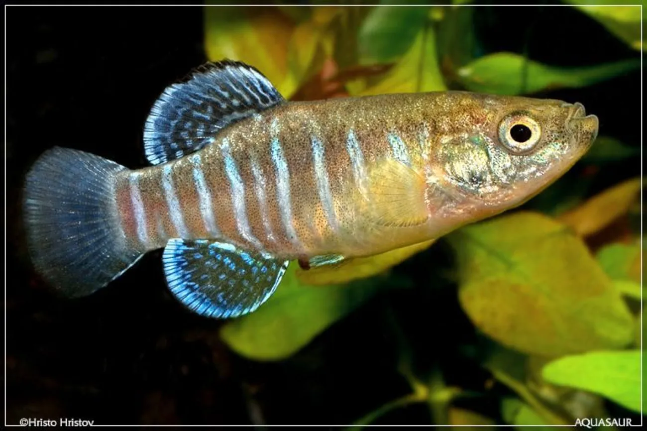 Aphanius aff isfahanensis 'GavKhuni Wetlands' - Foto © Hristo Hristov