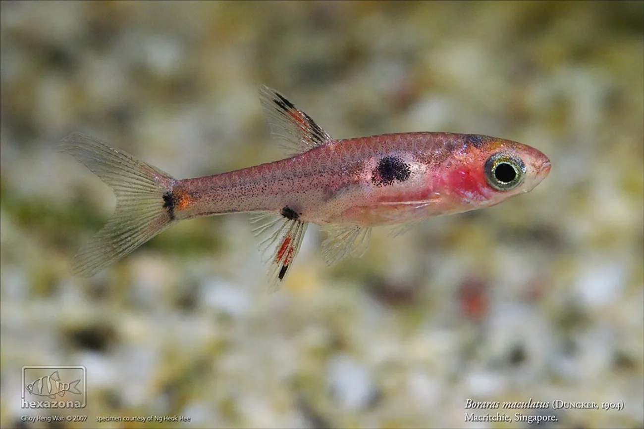 Boraras maculatus - Foto © Choy Heng Wah
