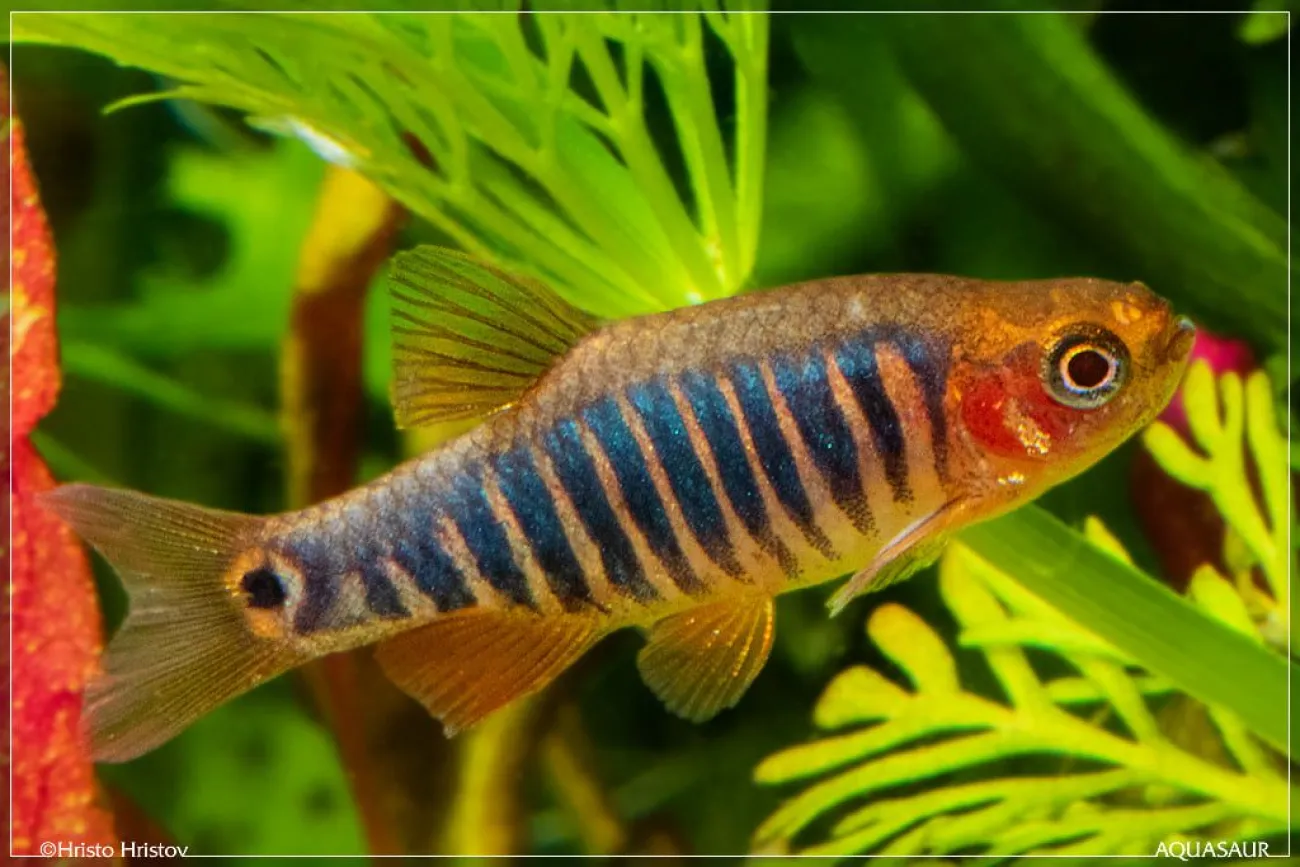 Danio erythromicron - Foto © Hristo Hristov