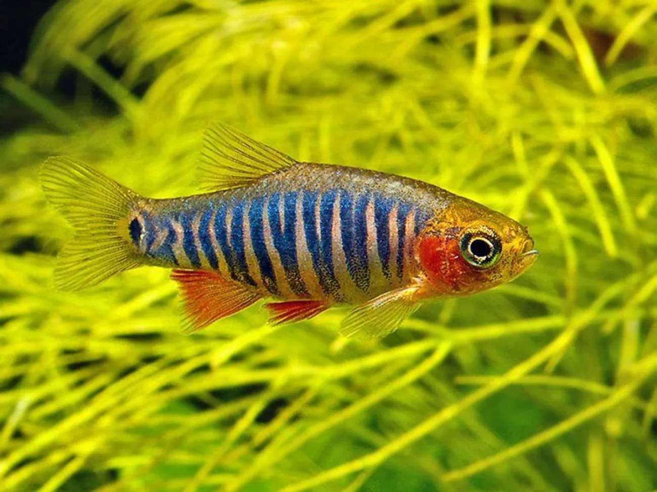 Maschio di Danio erythromicron (Celestichthys erythromicron) - Foto © Peter Maguire (Flickr)