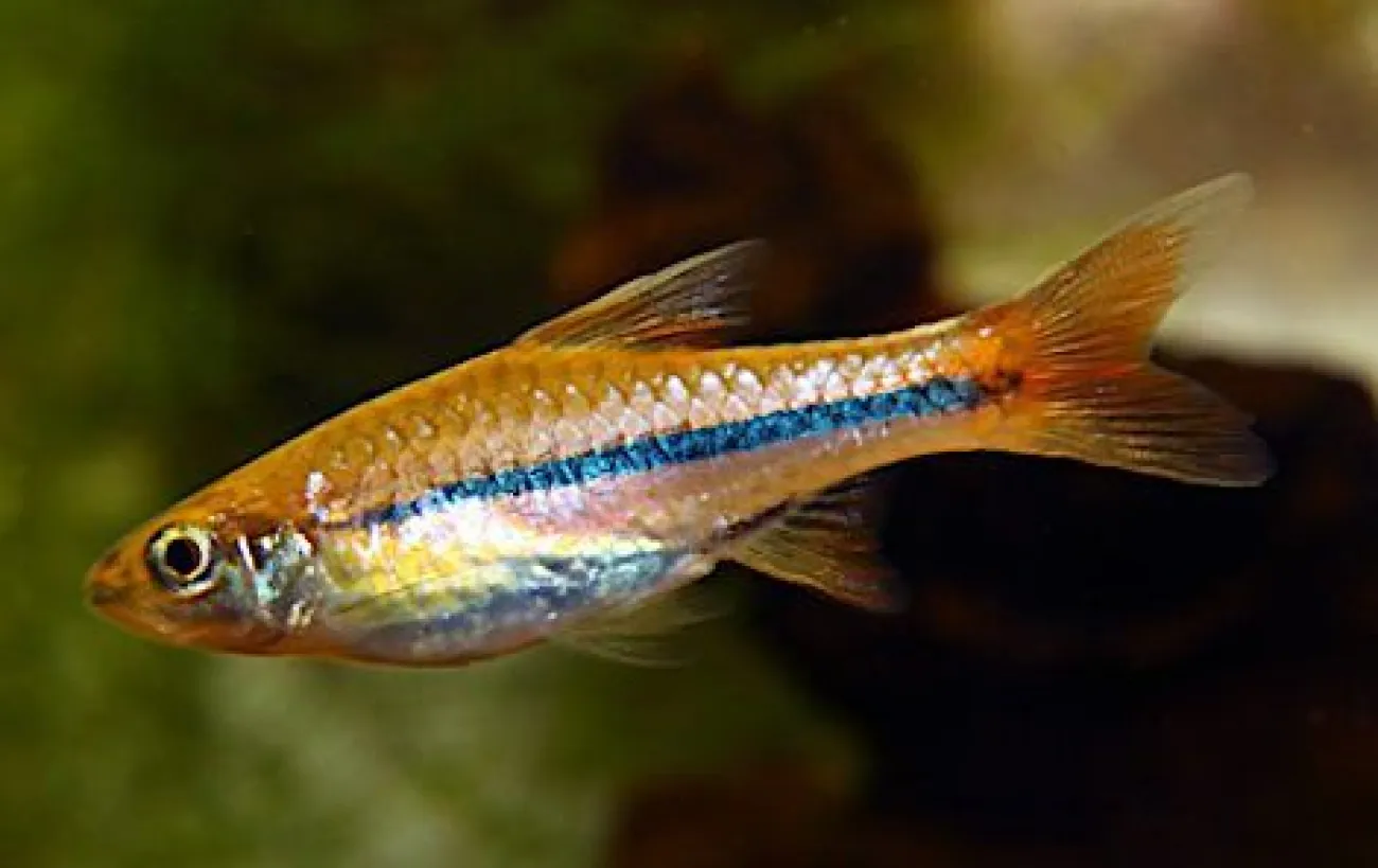Rasbora sarawakensis - Foto © Frank M. Greco