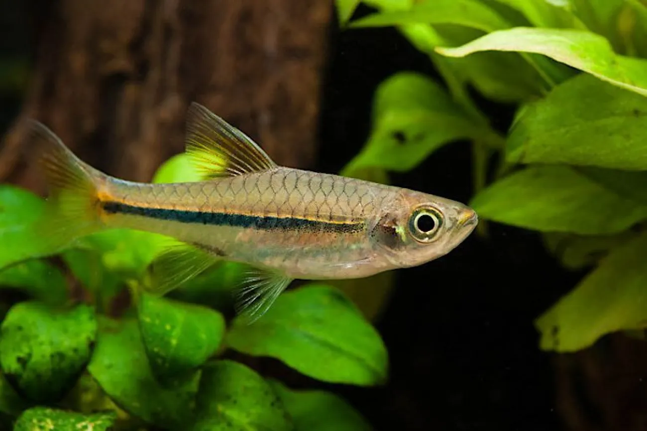 Rasbora sarawakensis - Foto © Jerome Picard